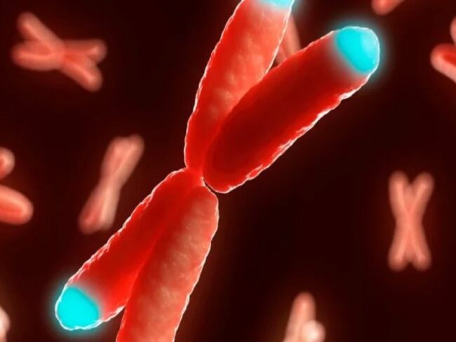 oscabecasdanoticia-telom.jpg