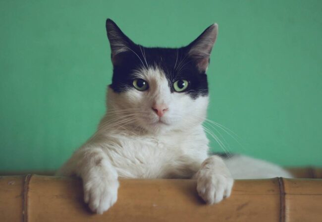 oscabecasdanoticia-gato9.jpg