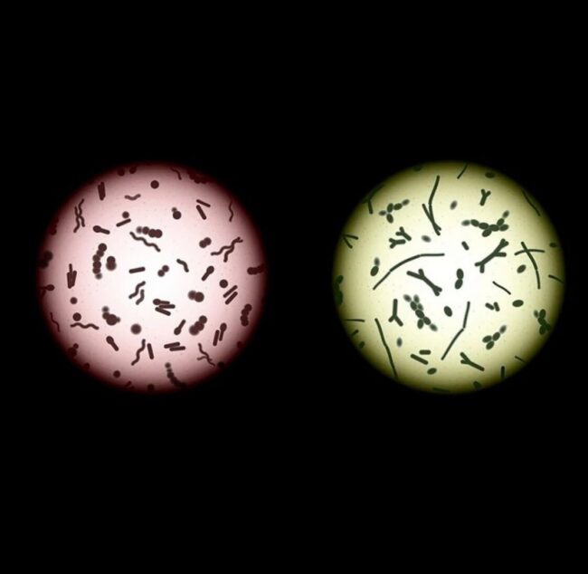 oscabecasdanoticia-trans.jpg