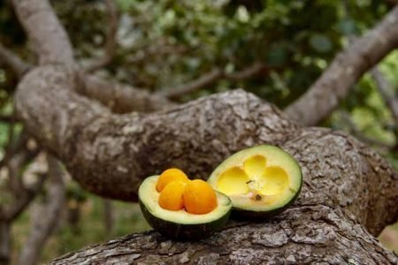 oscabecasdanoticia-fruto.jpg