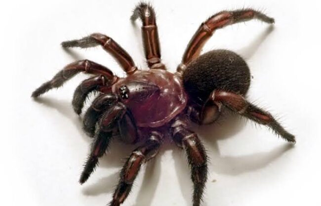 oscabecasdanoticia-image.jpg
