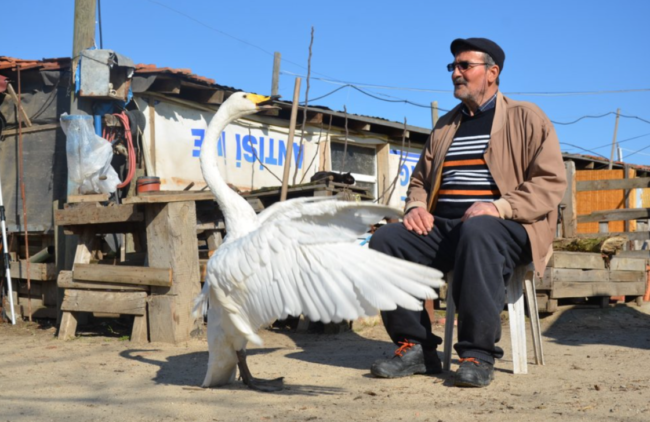 oscabecasdanoticia-cisne.png