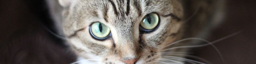 oscabecasdanoticia-gato6.jpg