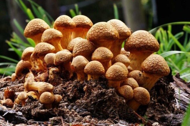 oscabecasdanoticia-1_172.jpg