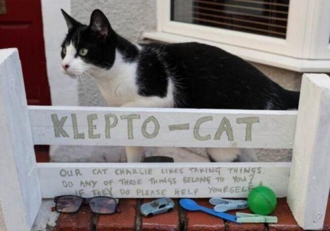 oscabecasdanoticia-gato-.jpeg