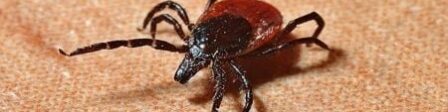 oscabecasdanoticia-como-.jpg