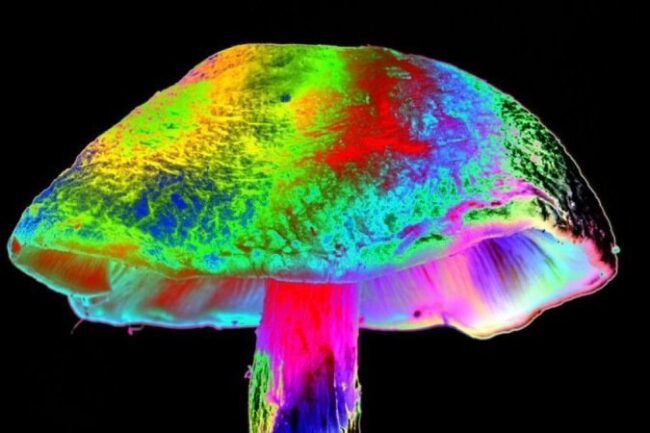 oscabecasdanoticia-1__12.jpg