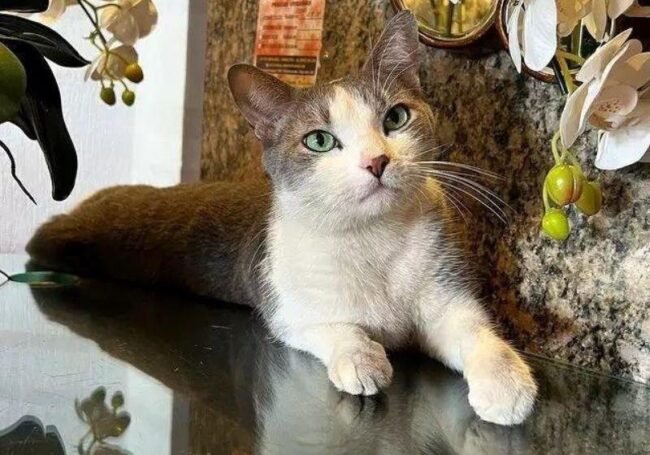 oscabecasdanoticia-gato-.jpeg