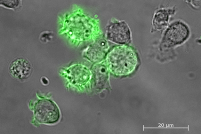 oscabecasdanoticia-1_low.png