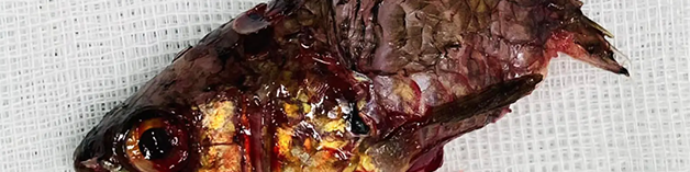 oscabecasdanoticia-72382.png