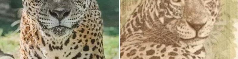oscabecasdanoticia-onca-.jpeg
