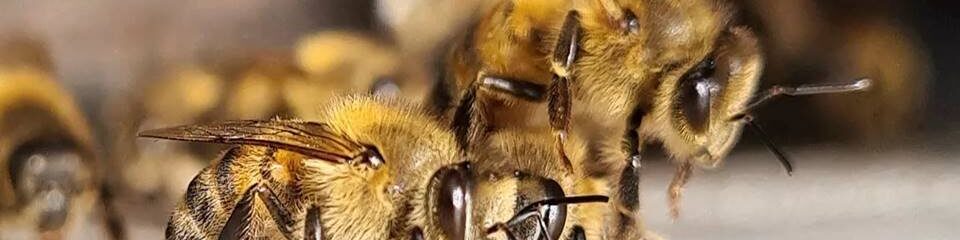 oscabecasdanoticia-abelh.jpg