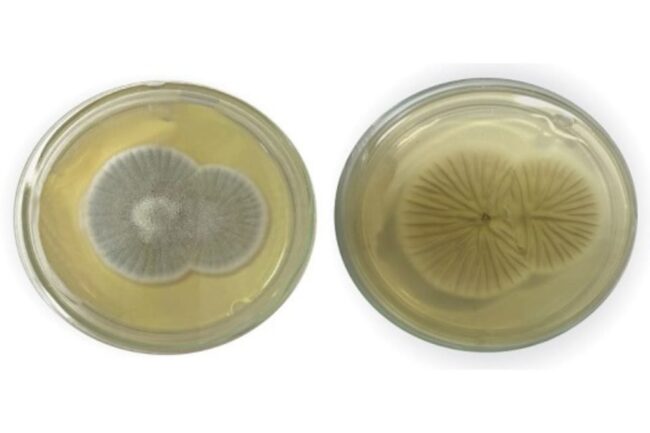 oscabecasdanoticia-fiocr.jpg