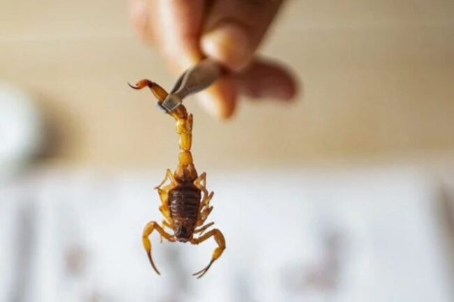 oscabecasdanoticia-escor.jpg