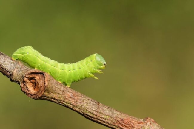 oscabecasdanoticia-lagar.jpg