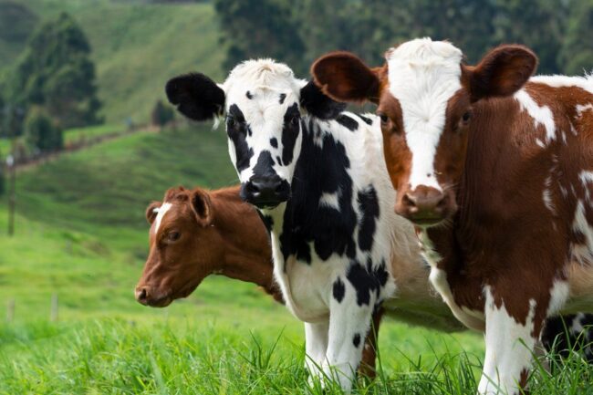 oscabecasdanoticia-vacas.jpg