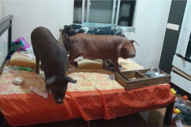 oscabecasdanoticia-porco.jpg