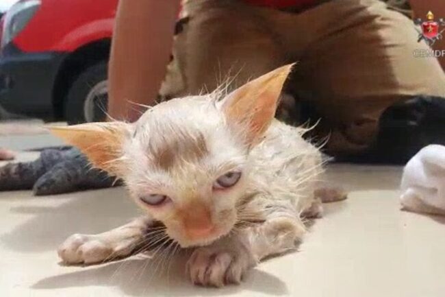 oscabecasdanoticia-gatos.jpg