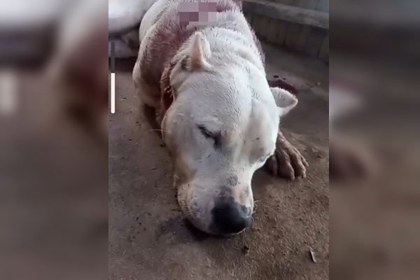 Cachorro é morto com golpes de machado - Metrópoles