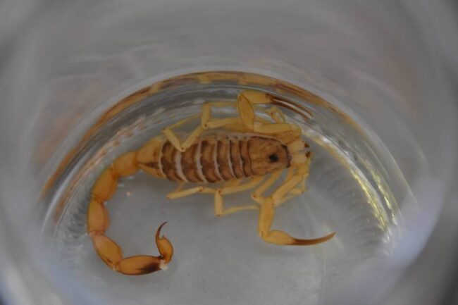 oscabecasdanoticia-fotos Imagem mostra escorpião amarelo em recipiente