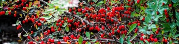 oscabecasdanoticia-berbe.jpg