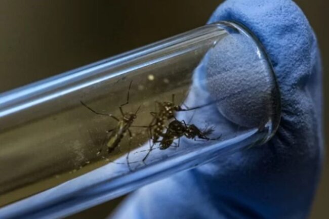 Mosquito - Metrópoles