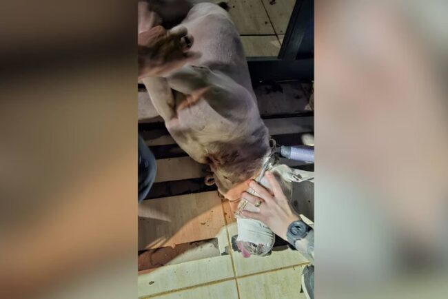 oscabecasdanoticia-mulhe . O cão permanecia amarrado na residência durante todo esse período