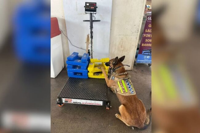 PMDF flagra mulher com 22 kg de maconha em mala na rodoviária