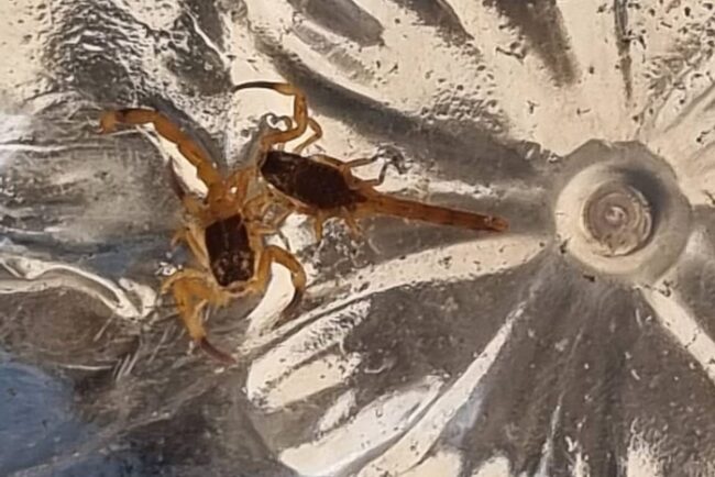 oscabecasdanoticia-homem Homem é picado por escorpião no Detran-DF. Nove animais são capturados (1)