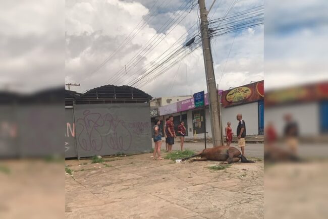 oscabecasdanoticia-caval Imagem colorida de cavalo morto a tiros em Samambaia