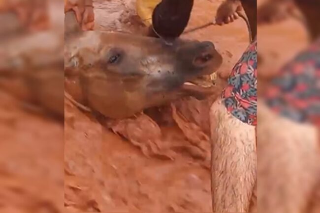 Imagem de cavalo com corpo atolado