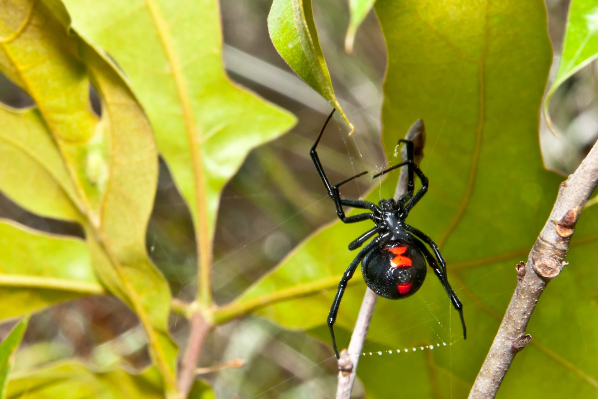 Foto de aranha viúva-negra fazendo teia - Metrópoles