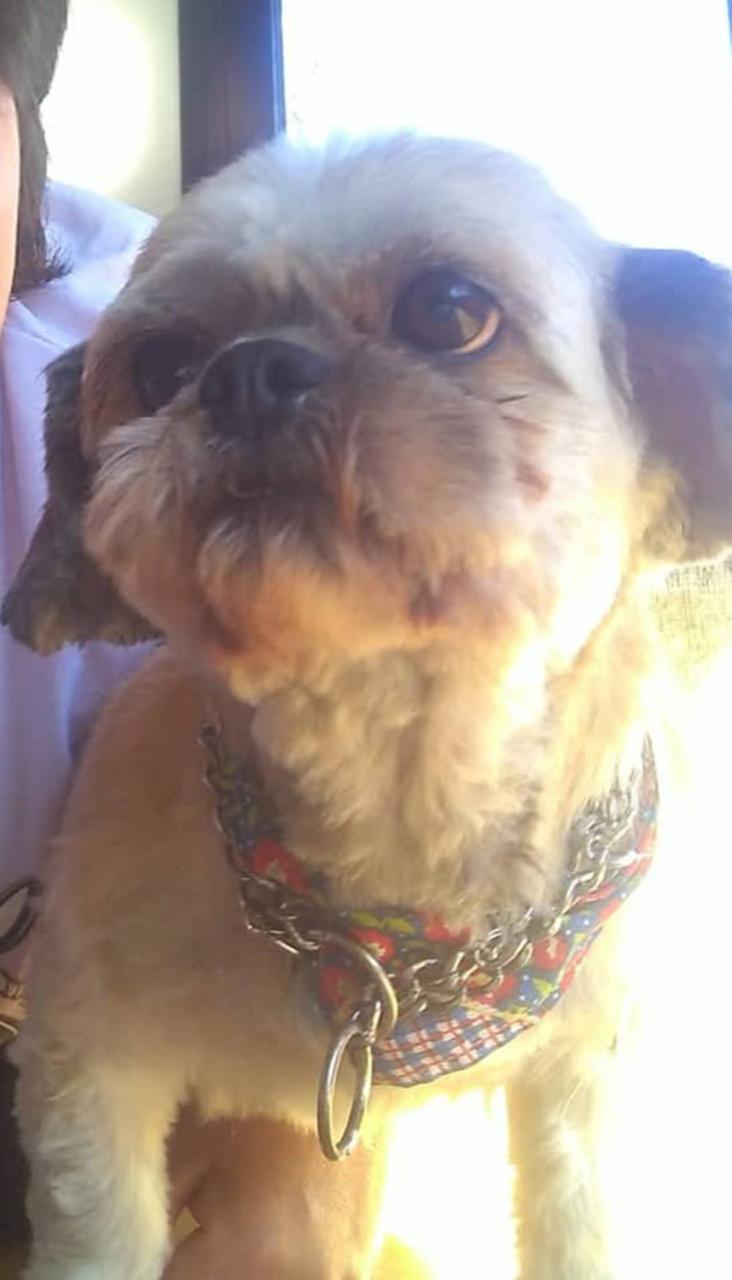 Após levar homem e cachorra, sequestrador devolve apenas a vítima - Metrópoles