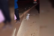 Durante a operação, um cachorro foi resgatado pelos bombeiros. O animal estava ileso e foi entregue à tutora