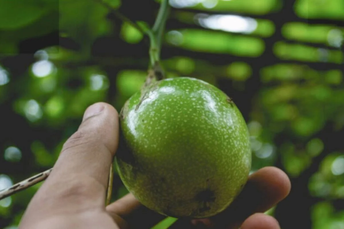 arvore frutífera