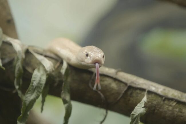 oscabecasdanoticia-naja1 Naja1