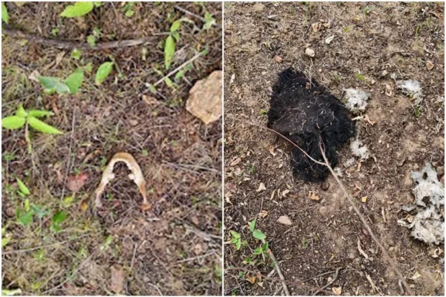 Corpo-de-jovem-torturada-e-morta-por-CV-foi-devorado-por-urubus.-Veja-1