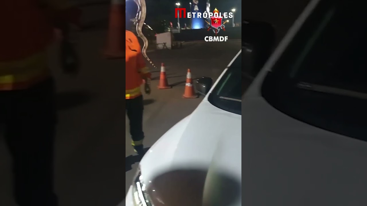 Motorista de aplicativo encontra jiboia no para brisa do carro