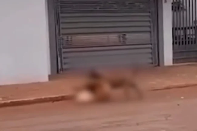 pitbull-mata-cachorro-da-vizinha