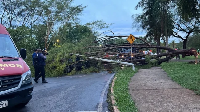 acidente-arvore-asa-norte