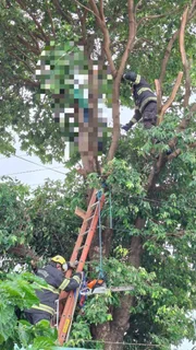 A vítima realizava a poda de uma árvore quando um galho encostou na rede elétrica