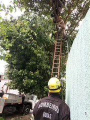 Ele ainda estava em cima da árvore no momento da chegada dos bombeiros