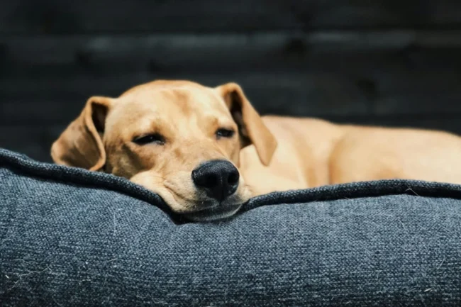 cachorro-caramelo-dormindo
