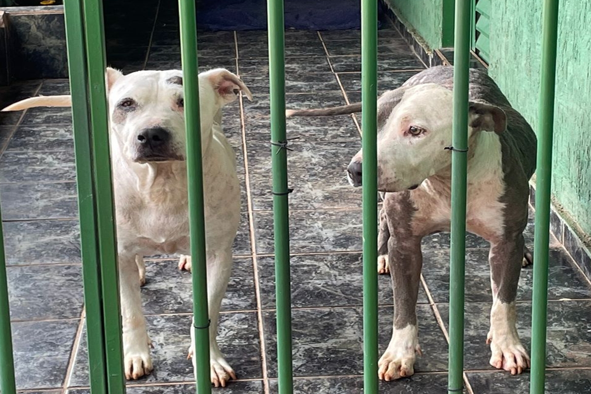 Pit-bulls resgatados