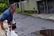 Suspeito de 55 anos foi flagrado por câmeras pulando portão e levando o cachorro de raça no Lago Norte Suspeito de 55 anos foi flagrado por câmeras pulando portão e levando o cachorro de raça no Lago Norte