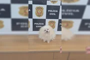 Polícia investiga tentativa de comercialização do Spitz Alemão roubado em residência do Lago Norte Polícia investiga tentativa de comercialização do Spitz Alemão roubado em residência do Lago Norte
