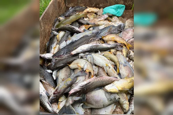 Fazendeiros perdem 5 toneladas de peixes após avião lançar produto em represa - destaque galeria