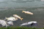 Além da água suja, os peixes aparecem já na superfície, mortos e rodeados de moscas