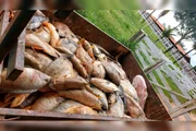 Foram cinco toneladas de peixes mortos, segundo os donos
