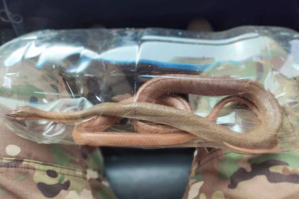 Cobra é encontrada no Hospital da Asa Norte - destaque galeria